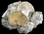 Two Sphenodiscus Ammonite Cluster - South Dakota #43911-1